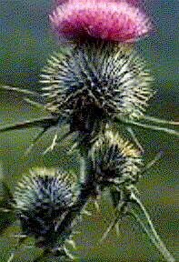 Thistle